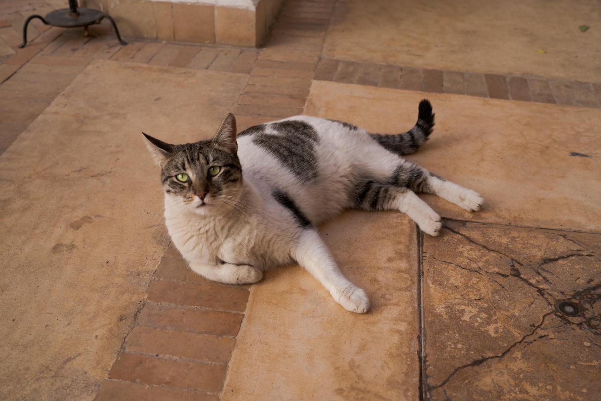 מרקש Riad Les Hirondelles Boutique Hotel מראה חיצוני תמונה